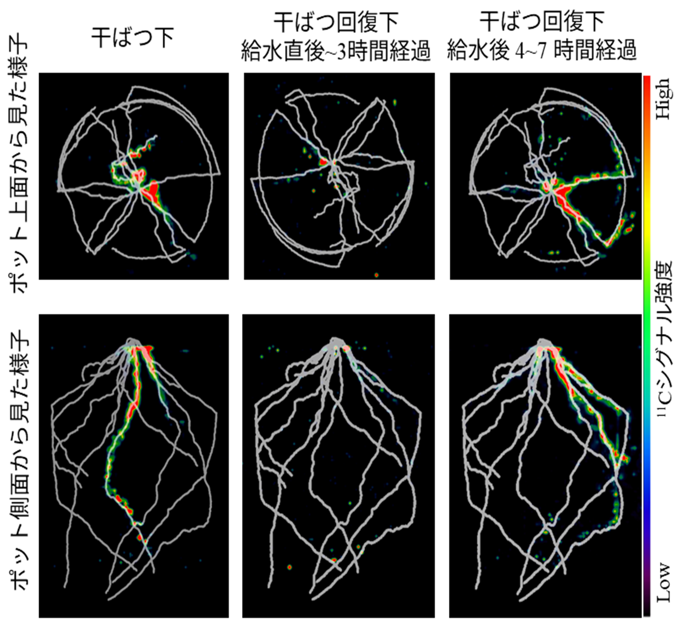 図4X線CT装置で捉えた根の構造（白黒画像）とOpenPETで可視化した11C-炭素栄養の様子（RGB画像）