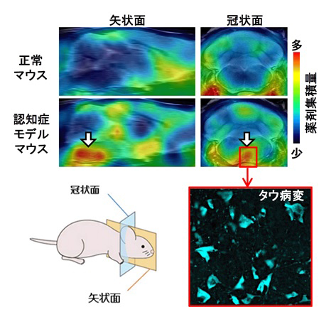 タウ病変PET薬剤として独自開発した[11C]PBB3を投与後の、マウス脳PET画像の画像