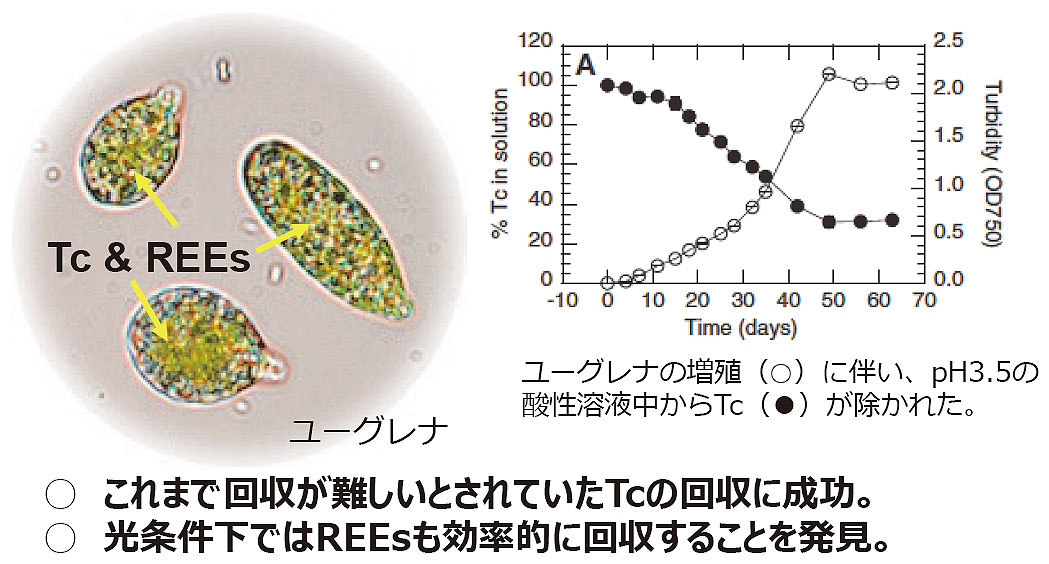 ユーグレナによる放射性物質と希土類元素の回収