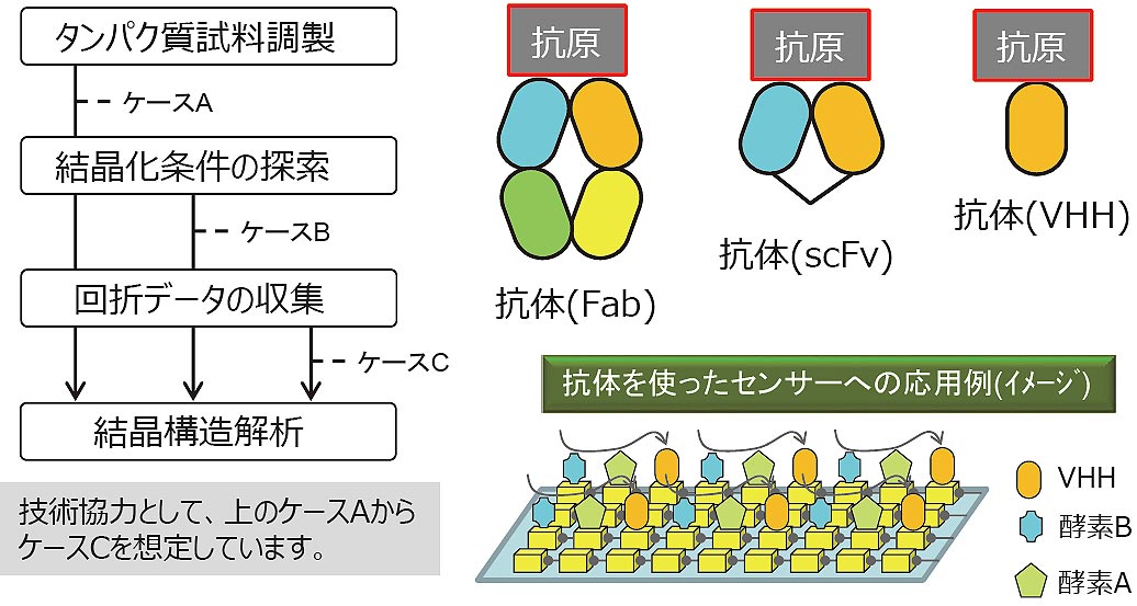 抗体の機能解析と分子設計