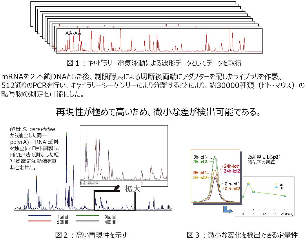 リファレンス情報を必要としない高感度網羅的遺伝子発現プロファイル法（HiCEP法）