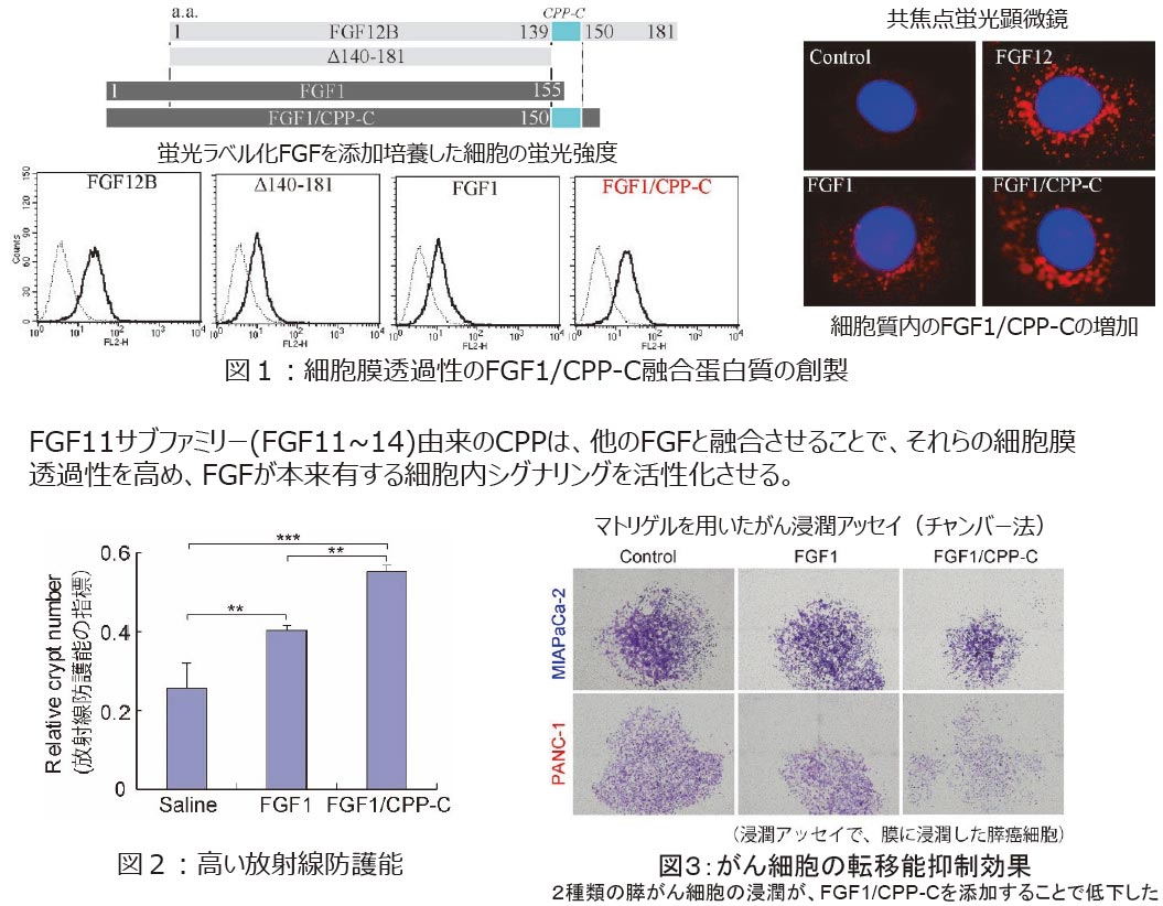 細胞膜透過性を有する繊維芽細胞増殖因子の開発