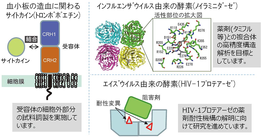 創薬標的タンパク質およびサイトカイン受容体複合体の構造解析