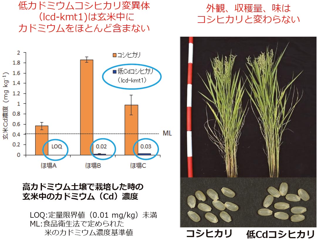 結晶成長中のその場観察技術を用いた高効率太陽電池の開発