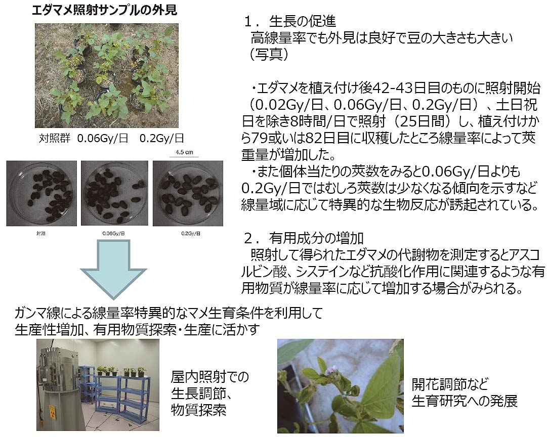 放射線を利用した植物栽培促進技術