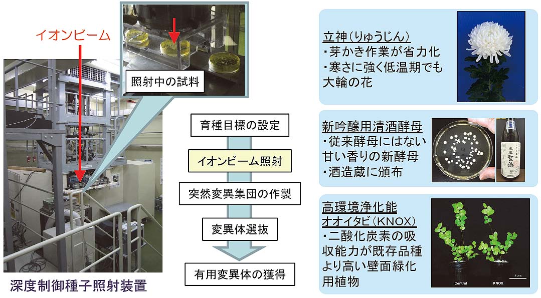 量子ビームによる植物・微生物の育種