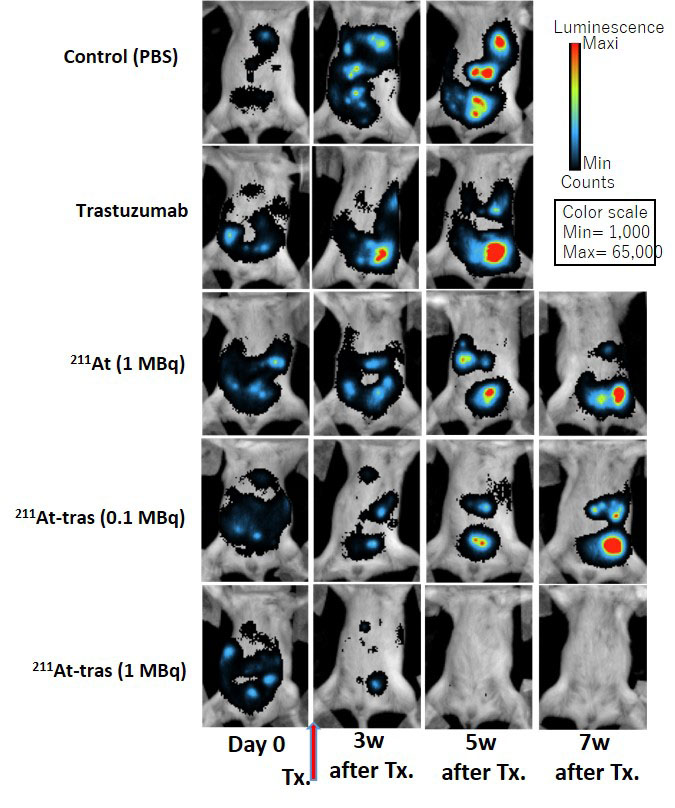 Locoregional therapy with 211At-trastuzumab in the PMGC mouse model and tumor monitoring