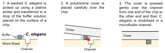 photo of Immobilization of C. elegans individuals using Worm Sheet1