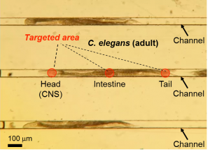 photo of Immobilization of C. elegans individuals using Worm Sheet2
