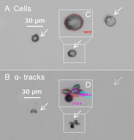 Microscope images of cells and emitted α-tracks
