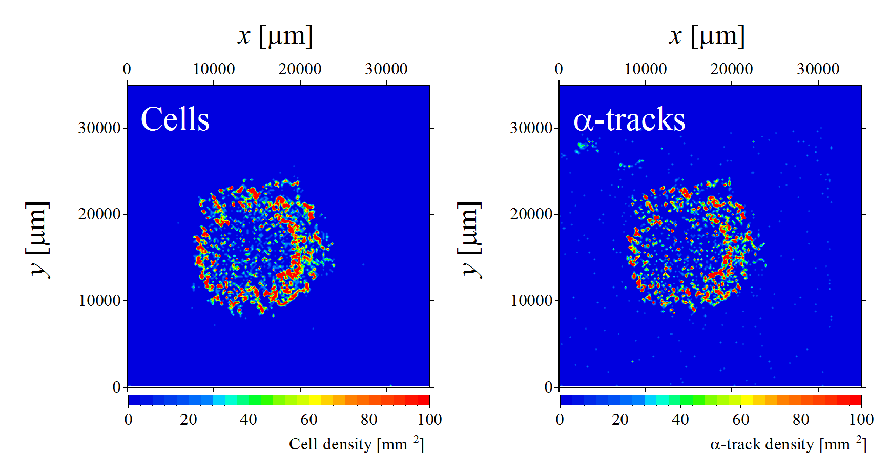 Macroscopic autoradiography as a contour map
