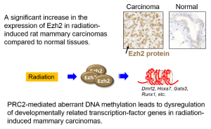 Epigenetic dysregulation of key developmental genes in radiation-induced rat mammary carcinomasの画像