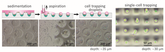 photo of Schematic illustration of the procedure for forming cell-trapping droplets, and micrographs demonstrating cell-trapping