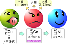 コバルト60の一生の画像