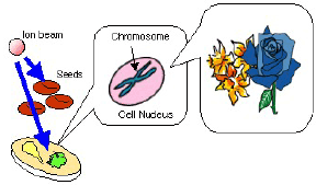 photo of Ion-beam breeding of plant1