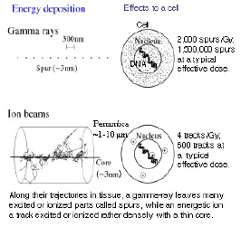 photo of Ion-beam breeding of plant2