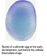 photo of Ion-beam breeding of plant4