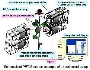 photo of Movement of molecules and ions in a plant1