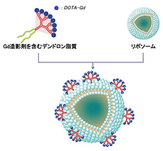 ナノ粒子型MRI用造影剤のイメージ図