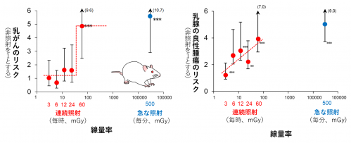 図3　様々な線量率で照射した後のラットの乳がんリスク