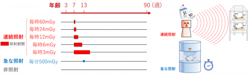 図2　様々な線量率の影響を調べる実験