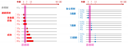 図4　思春期前後あるいは成体における、連続照射および急照射の実験