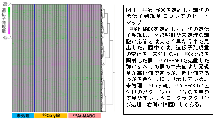 211At-Mabgãå¦ç½®ããç´°èã®éºä¼å­çºç¾éã«ã¤ãã¦ã®ãã¼ãããã