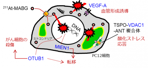 がん治療効果の予測と向上に役立つ４つの指標候補遺伝子の働き