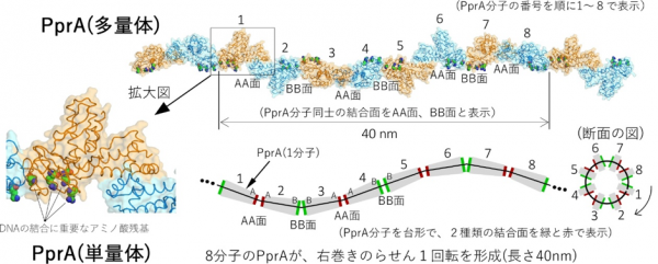 PprAの原子レベルの立体構造を世界で初めて明らかにするとともに、PprAとの機能発現に重要な働きをする部位を見出すことができました(図2)