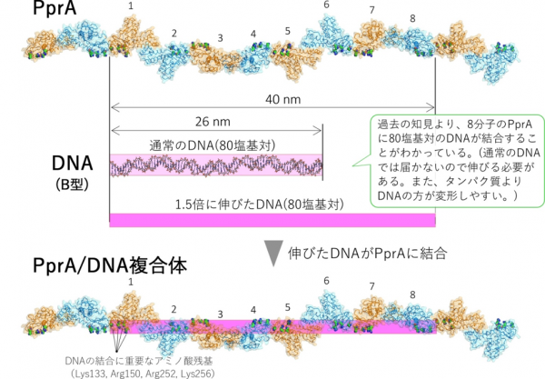 PprAが、DNAを1.5倍の長さに引き伸ばしているものと考えられます（図3）
