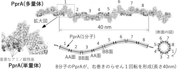 白黒で簡略した図1と同じ図