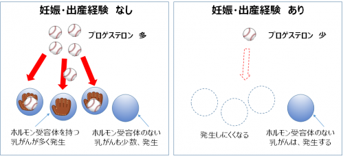 図5　妊娠・出産経験の有無とホルモン受容体の発現量の違い