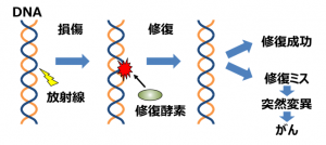 放射線によるDNA損傷とその修復