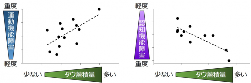 脳内タウ蓄積と運動および認知機能の障害の関連