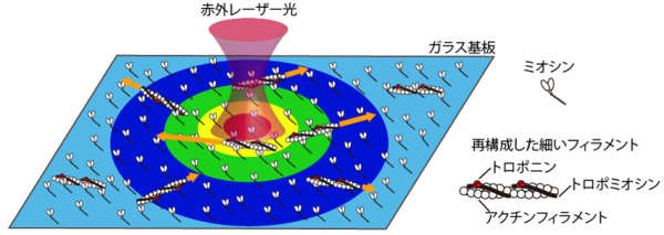 実験の模式図