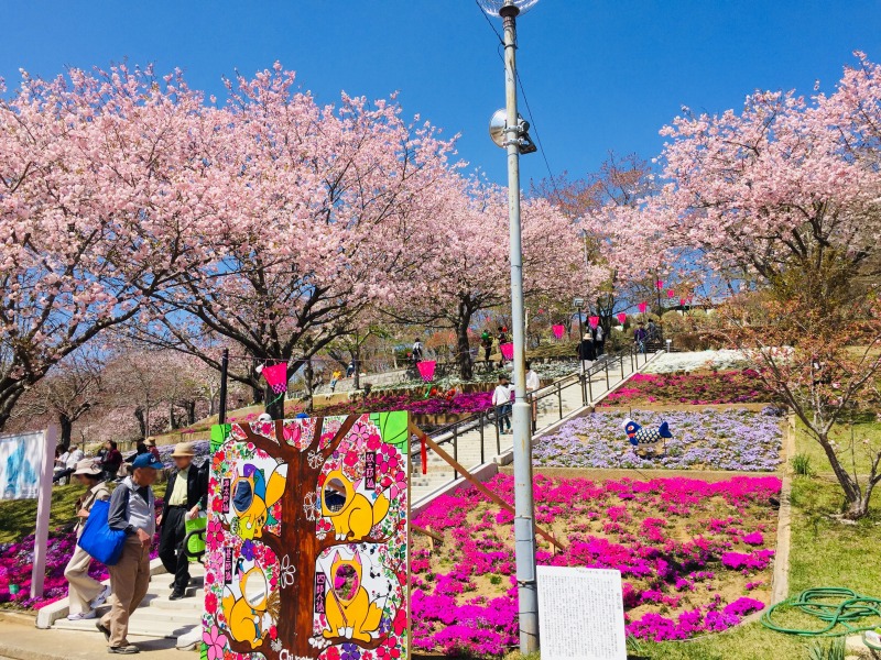 平成31年静峰ふるさと公園八重桜まつり