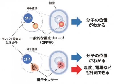 一般的な蛍光プローブと量子センサーの違い