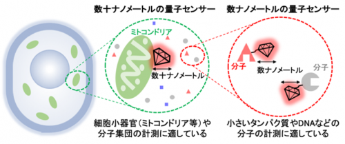 量子センサーの大きさと細胞内の計測対象