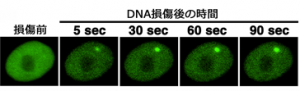 DNA損傷部位にDNA修復タンパク質が集積する様子