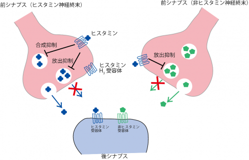 頭の回転の速さ に脳内ヒスタミンが関与 量子科学技術研究開発機構