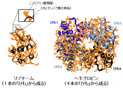 一般的なタンパク質の構造の例（タンパク質の骨格の「ひも」（黒～青の線）とアミノ酸側鎖の「こぶ」（オレンジ色の部分）