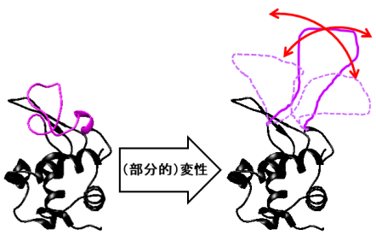  タンパク質の変性の模式図