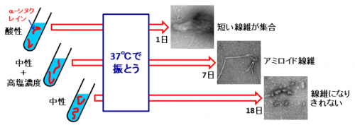 図３．溶液の違いによる「α-シヌクレイン」のアミロイド線維のできやすさの違い