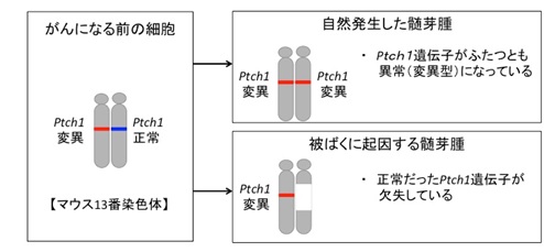 被ばくに起因する髄芽腫では、染色体上の片側のパッチ1遺伝子（正常な方）が欠失する。遺伝子解析によりこの欠失を調べることで、被ばくに起因するがんを識別することができる。