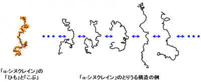 「α-シヌクレイン」の構造の模式図