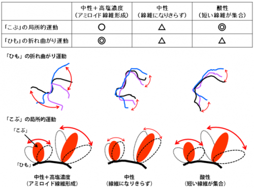 さまざまな溶液中での「α-シヌクレイン」の運動の特徴のまとめ