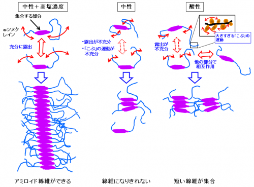 さまざまな溶液中での「α-シヌクレイン」の動き方の違いとアミロイド線維のできやすさの関係