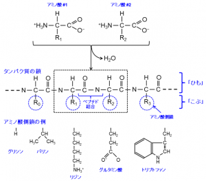 アミノ酸側鎖