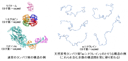 天然変性タンパク質