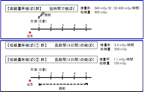 本研究で行った照射の方法の解説図